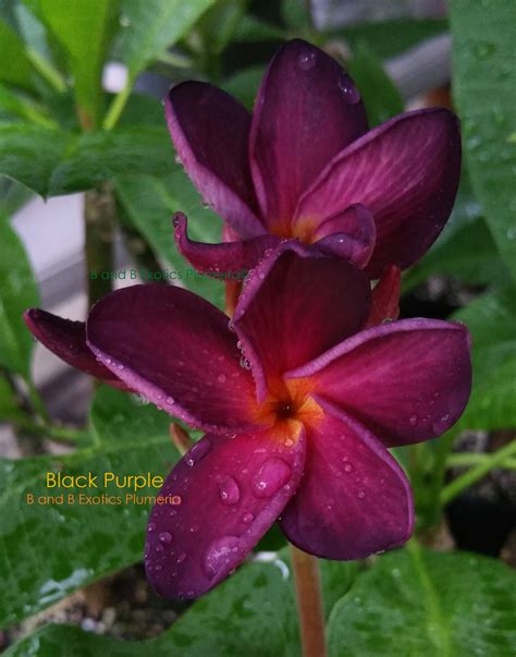 black purple frangipani.